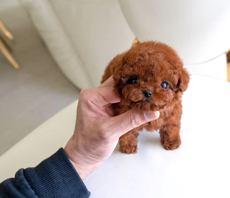 Teacup Poodles For Sale 