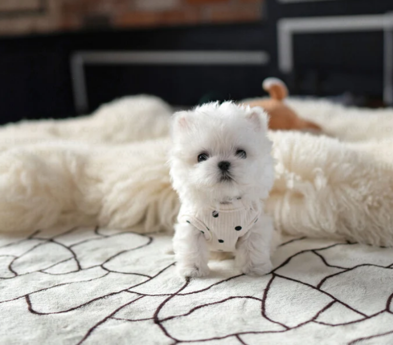PRINCE