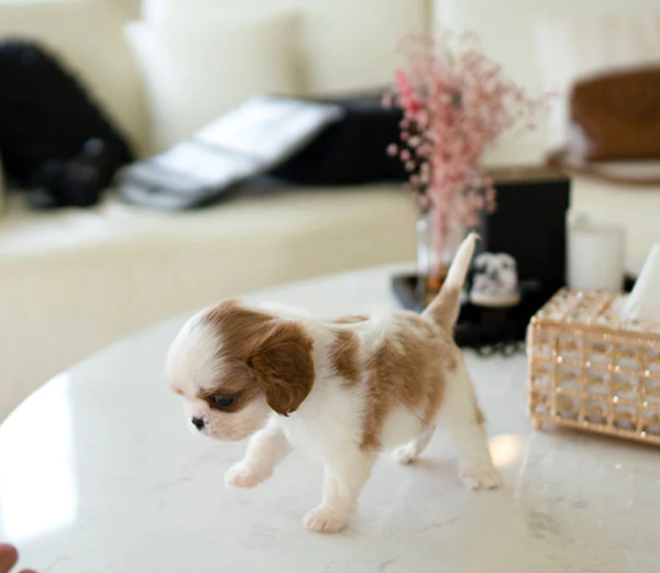 Bentley