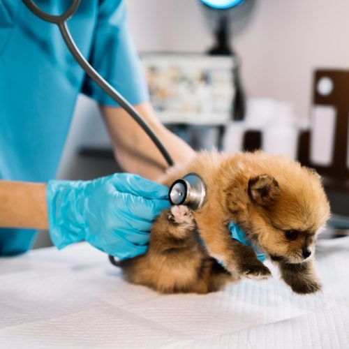 Examine the veterinarian's breath in work clothes, listen to the breath of a small dog, veterinary clinic, pet care concept.